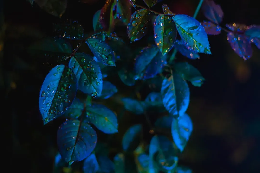#5 - Leaves That Are Unusually Dark, Almost Blue-Green (Image Credits: Unsplash)