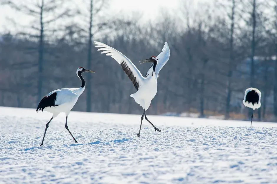 Kindness Without Expectation: Helping the Crane Before the Reward Exists (Image Credits: Pexels)