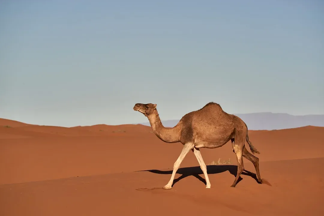 Sagittarius – The Restless Rover (Dromedary Camel) (Image Credits: Unsplash)