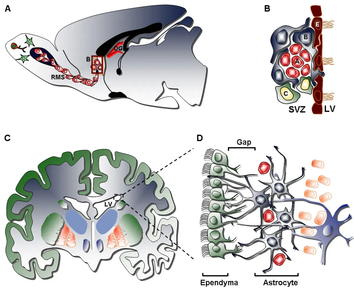 The Hidden Clues: Neurons Being Born Where We Least Expected (Image Credits: Wikimedia)
