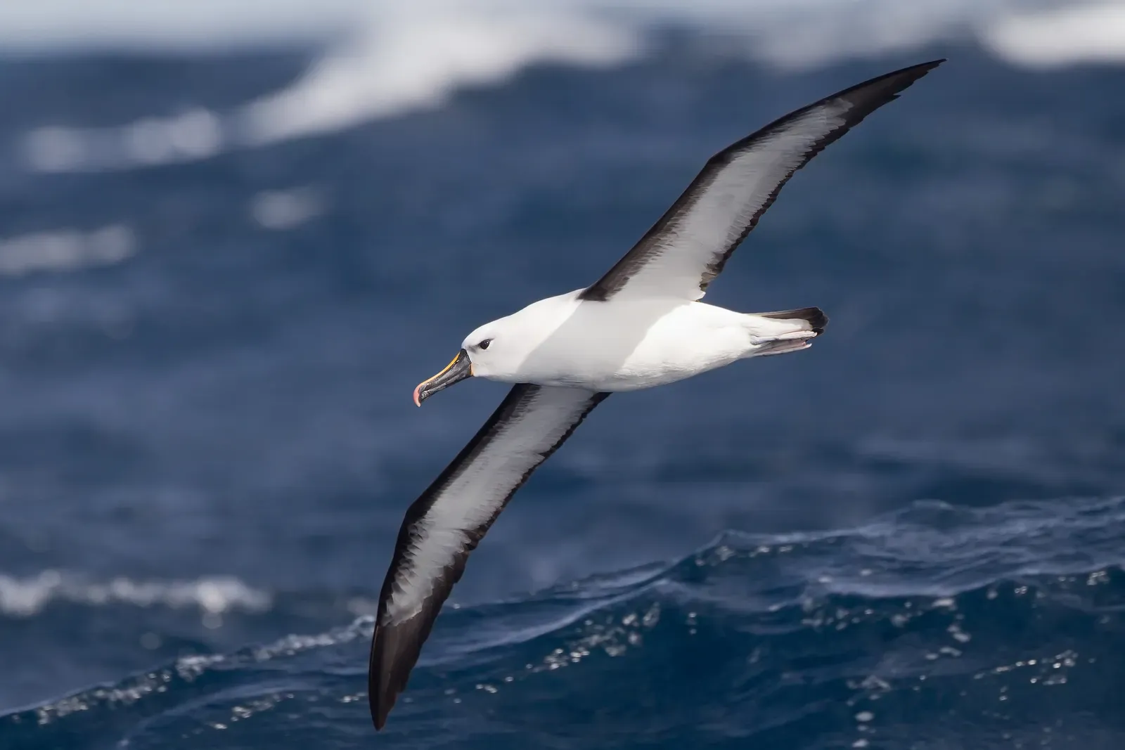 5. Seabirds Like Albatrosses Navigate Oceans with an Internal Map of Smell and Magnetism (Image Credits: Wikimedia)