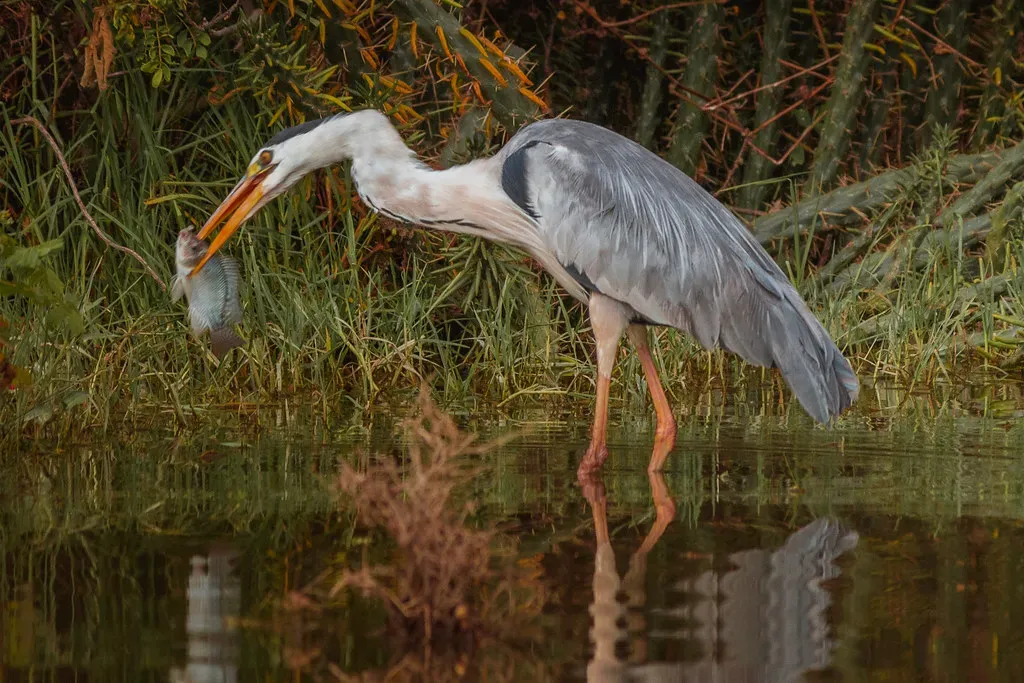 9. Their Hunting Skills Depend on Fragile Wetland Homes (. Ray in Manila, Flickr, CC BY 2.0)