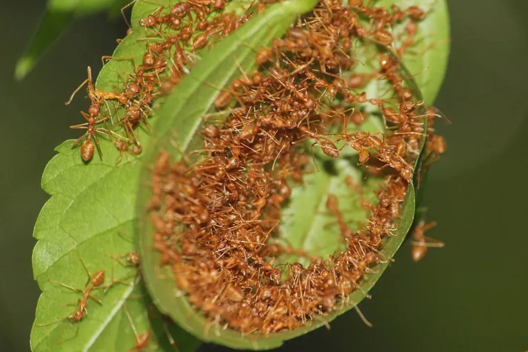 The Ant Death Spiral: Thousands of Ants Marching to Their Own Doom (Image Credits: Unsplash)