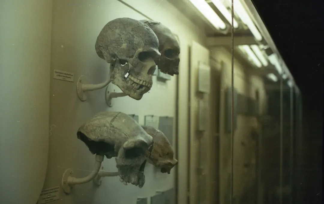 #1 - Hundreds of Thousands of Human Remains Sit in Storage, Never Buried (Image Credits: Unsplash)
