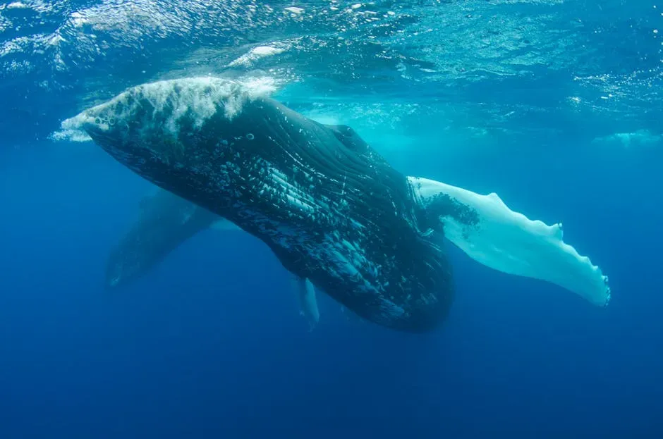 10. The Whale (Pisces) - The Depths Know No Boundary (Image Credits: Pexels)