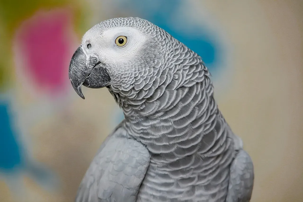 2. African Grey Parrot – The Communication Prodigy (Image Credits: Pixabay)