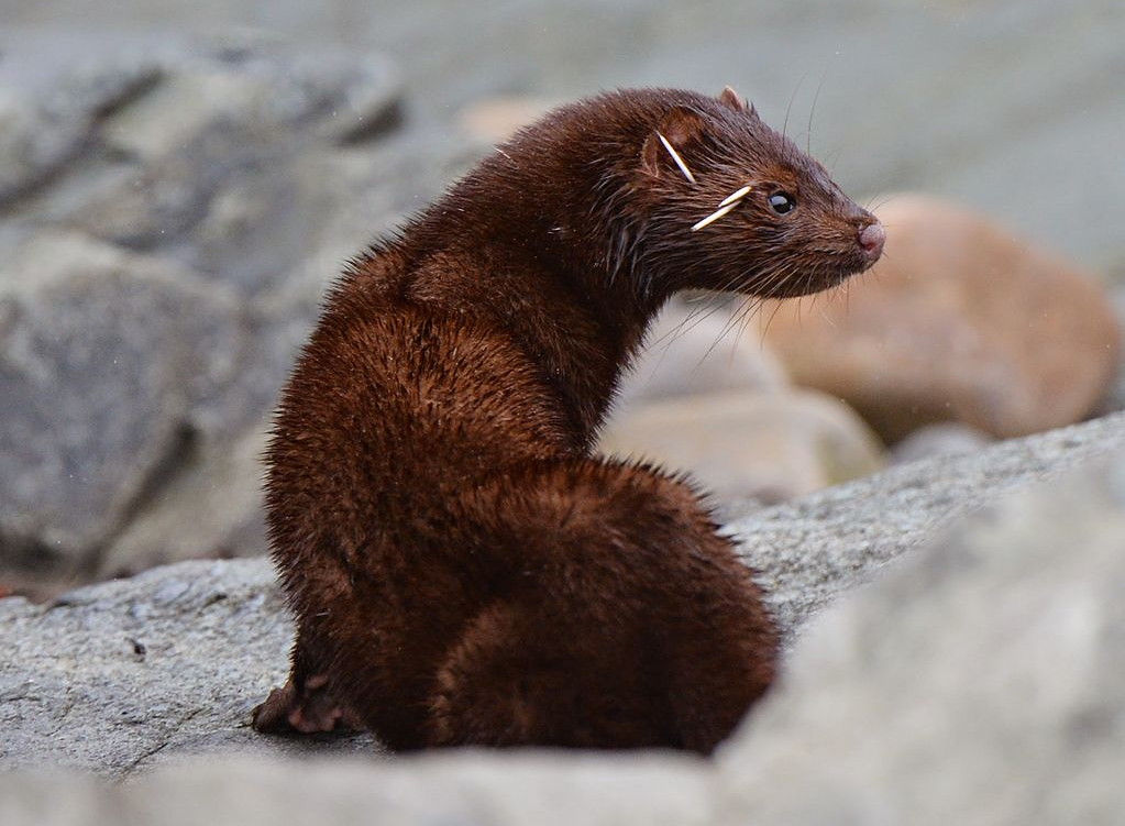 Fishers Returning to Ohio After Decades of Absence (Image Credits: Flickr)