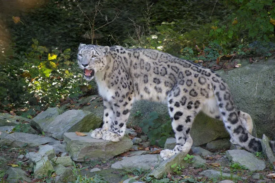 Cancer – The Snow Leopard’s Protective Mystery (Image Credits: Pexels)