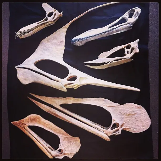 #8 - Pterosaur Heads With Ridiculously Oversized Crests (The Imaginary Pterosaur family: Guidraco, Anhanguera, Dsungaripterus, Tupandactylus, Tupuxuara and pterosaur #6 (not yet classified)Uploaded by FunkMonk, CC BY-SA 2.0)