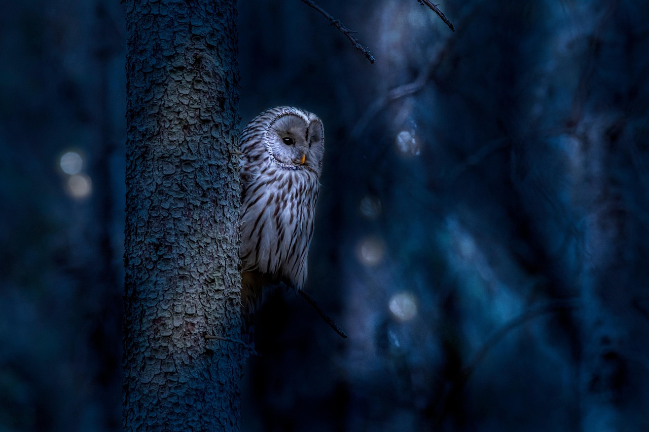 The Night Owl Brigade: When Darkness Awakens (Image Credits: Pixabay)