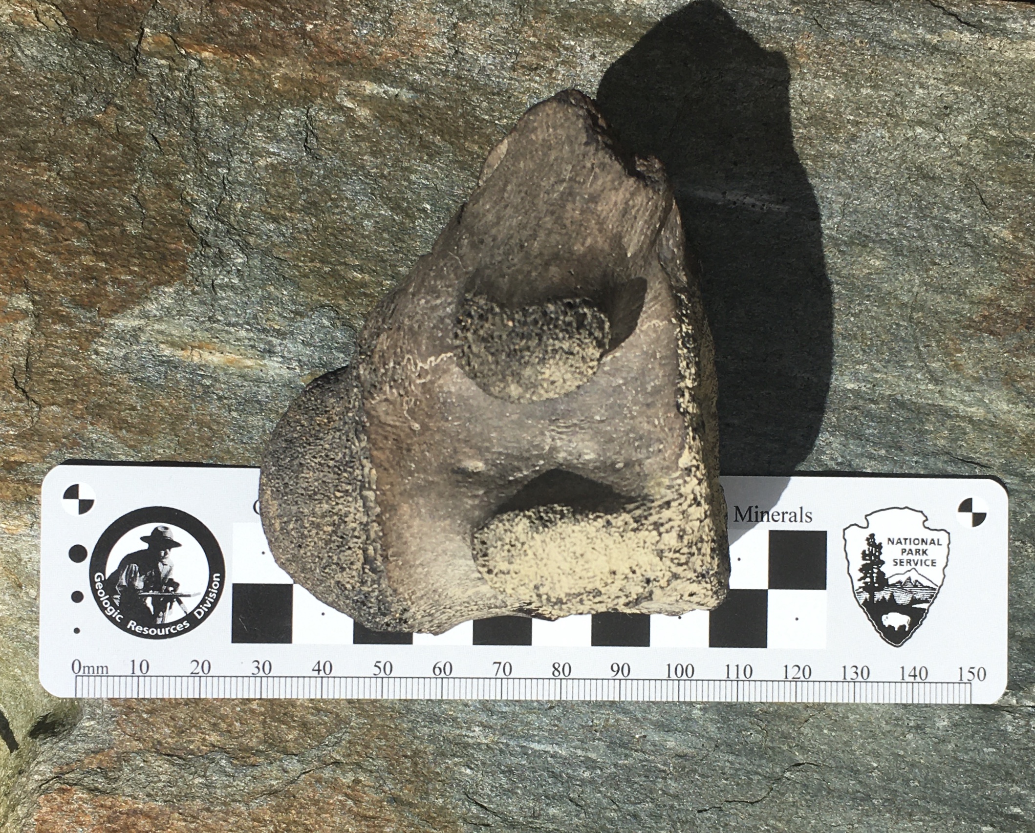 Calvert Cliffs, Maryland: Beach Town Built on Fossil Beaches (Image Credits: Wikimedia)