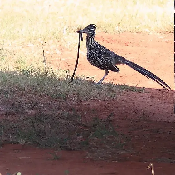 5. The Roadrunner – A Surprising Snake Killer (twig73010, Flickr, CC BY 2.0)