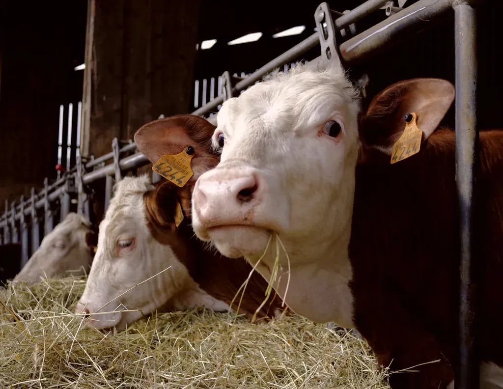 What This Means for How We Live With Animals (b0npied_b0noeil, Flickr, CC BY-SA 2.0)