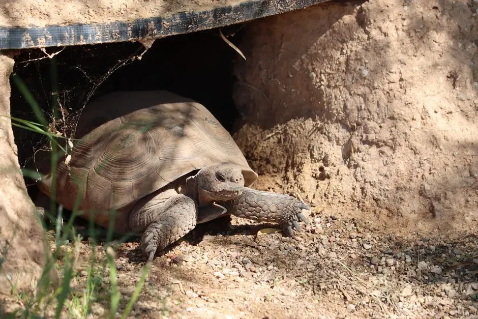 16. Gopher Tortoises as Underground Engineers of the Southeast (Image Credits: Pexels)
