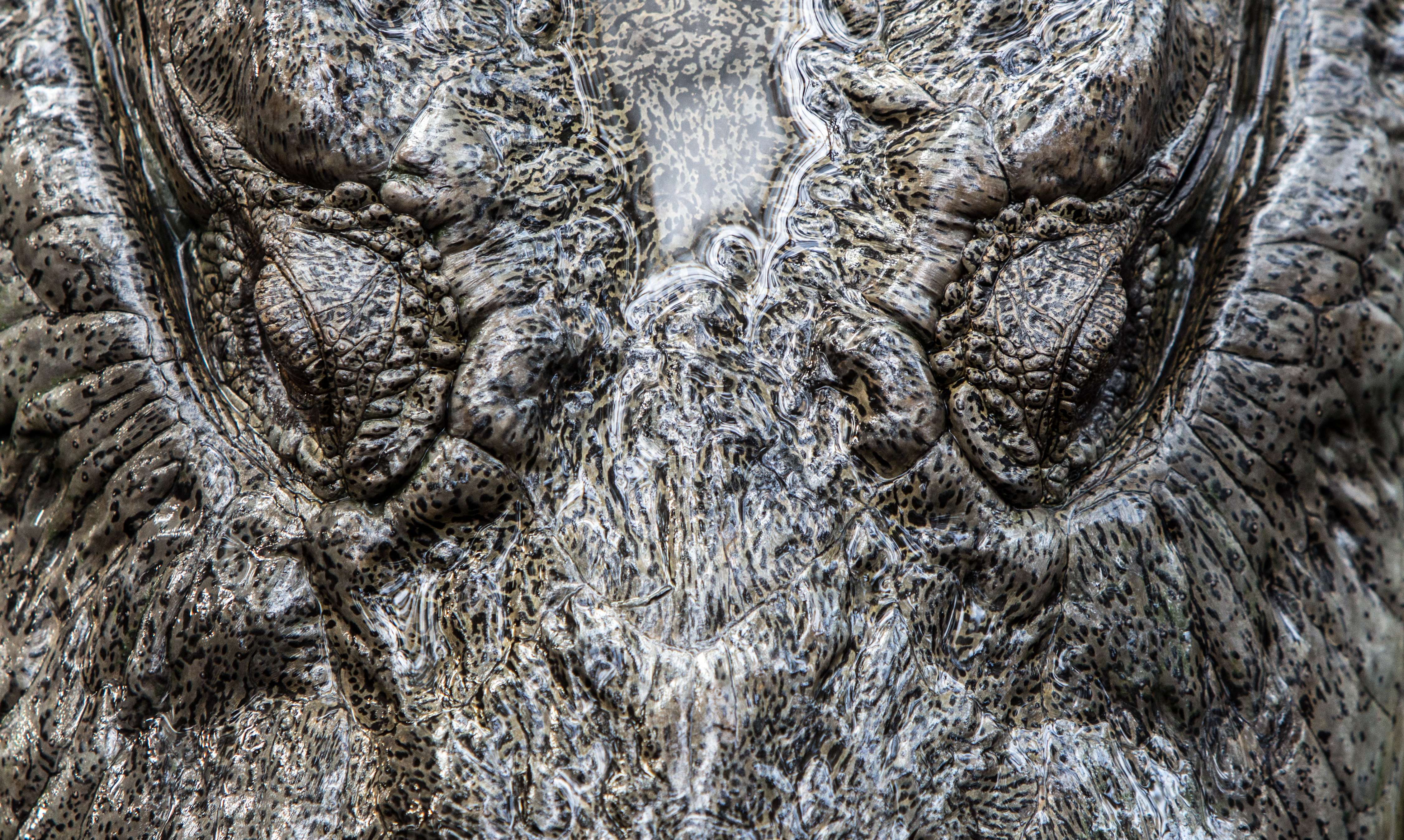 Waiting as Strategy: Crocodiles, Sloths, and Albatross (Image Credits: Wikimedia)