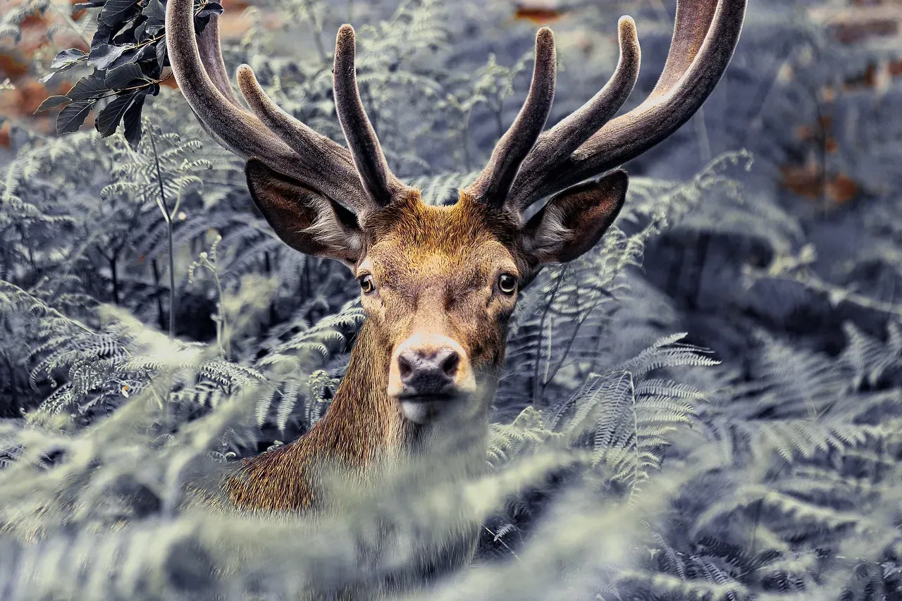 Elk Spirit and Quiet, Unshakeable Strength (Image Credits: Pixabay)