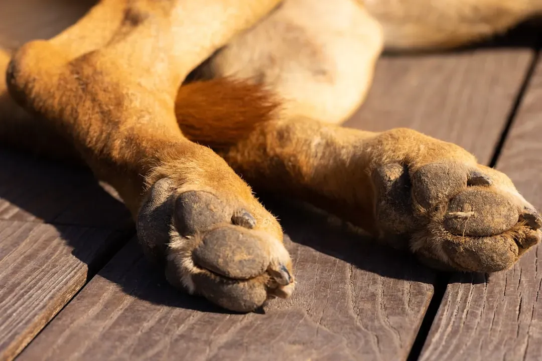 9. Mild, Occasional Limb Swelling or “Stocky” Ankles (Image Credits: Unsplash)