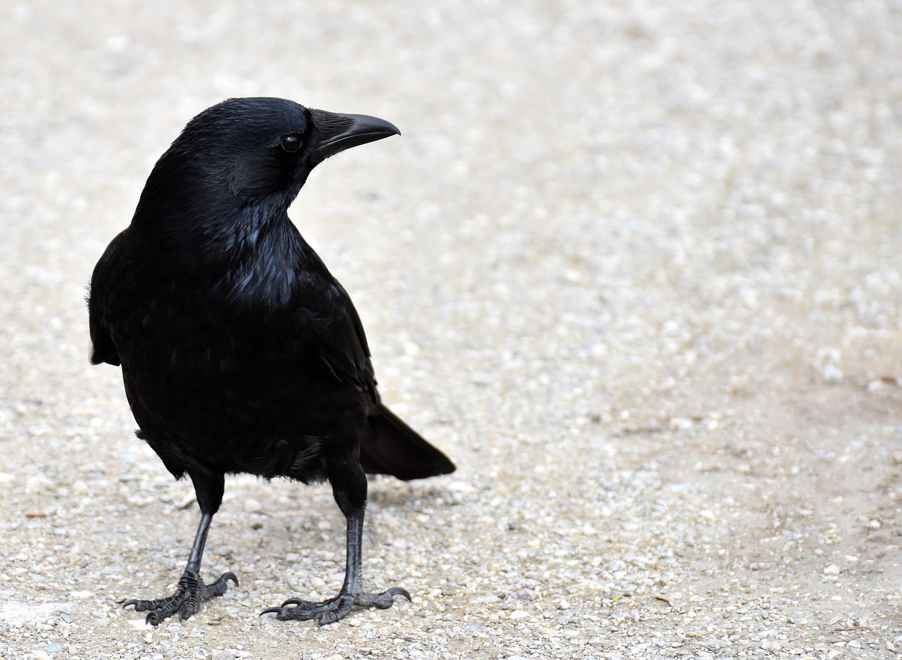 Scorpio: The Mysterious Raven (Image Credits: Pixabay)