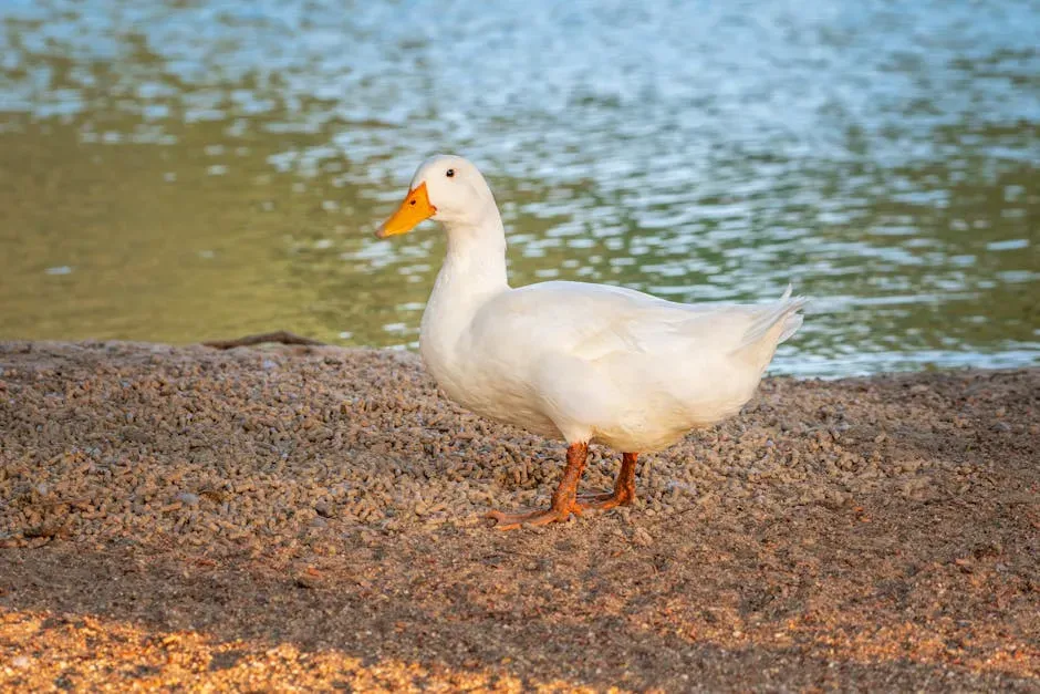 Reading the Whole Duck: Context Is Everything (Image Credits: Pexels)
