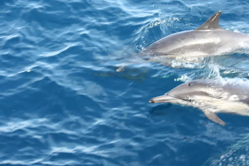 Dolphin Whistles and Underwater “Names” (Ken Lund, Flickr, CC BY-SA 2.0)