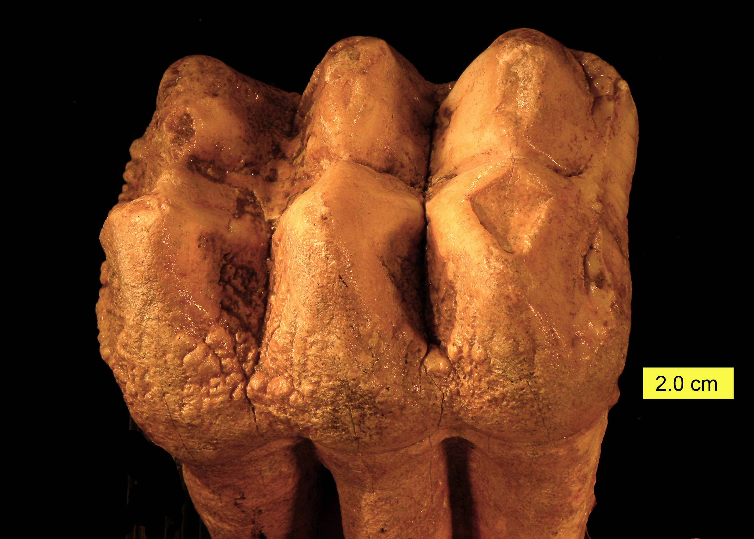 What the Fossils Say - and What They Don’t (Image Credits: Wikimedia)