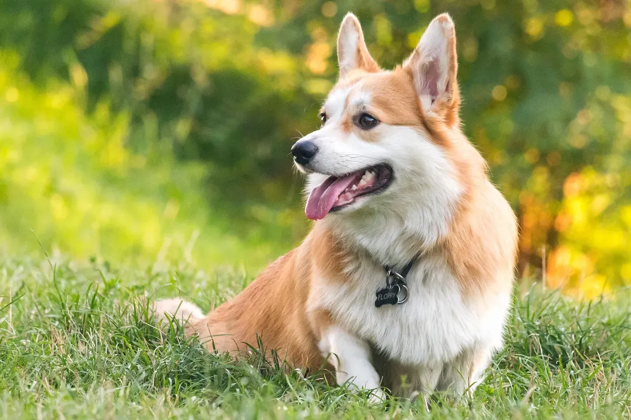 Corgi (Pembroke Welsh): The Short Dog With Big Personality (Image Credits: Pixabay)