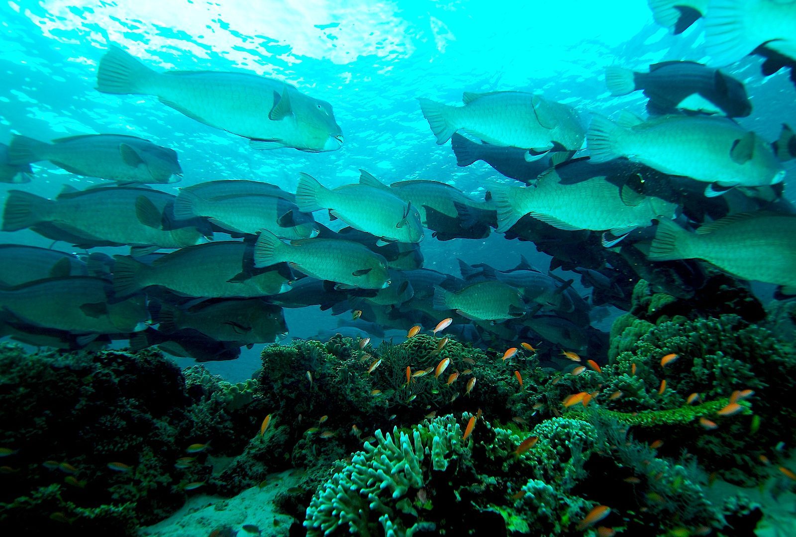 Parrotfish Create the Beautiful White Sand Beaches (Image Credits: Wikimedia)