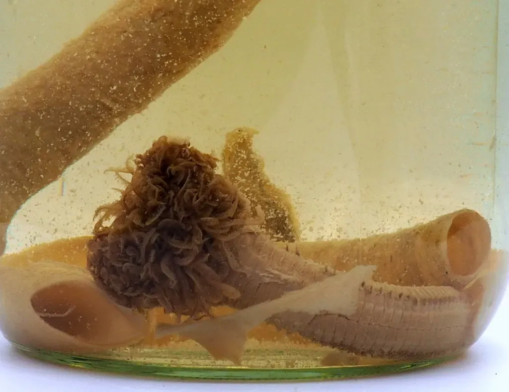 The Deepest Animal Communities Ever Found (Image Credits: Flickr)