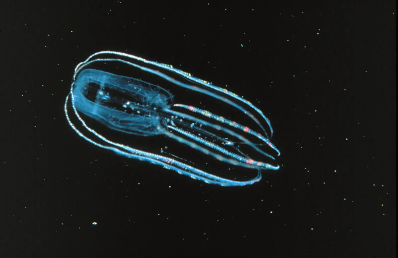 Comb Jellies That Glow Like Living Neon Spacecraft (Image Credits: Wikimedia)