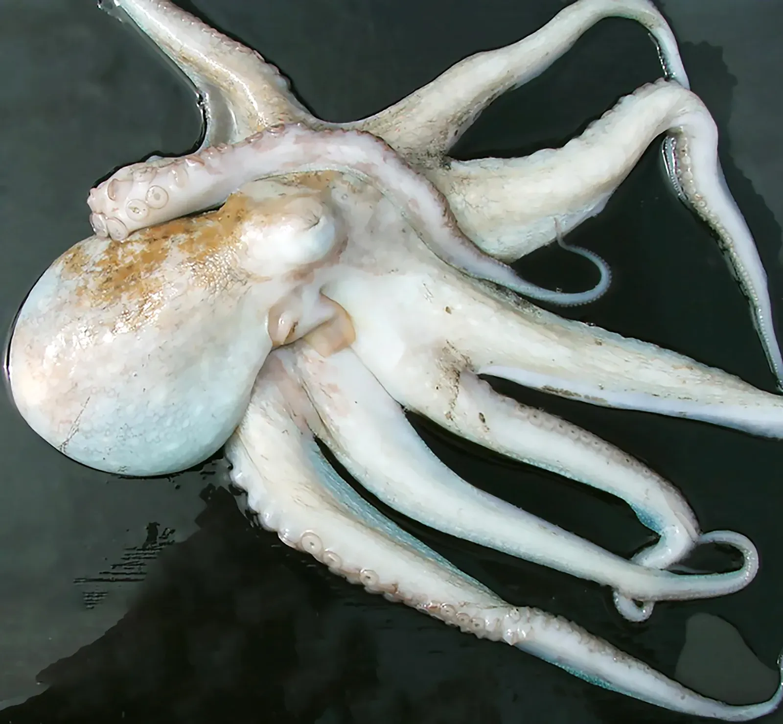 Cephalopods: masters of polarization without color vision (Poulpe de roche (Octopus vulgaris), CC BY 4.0)