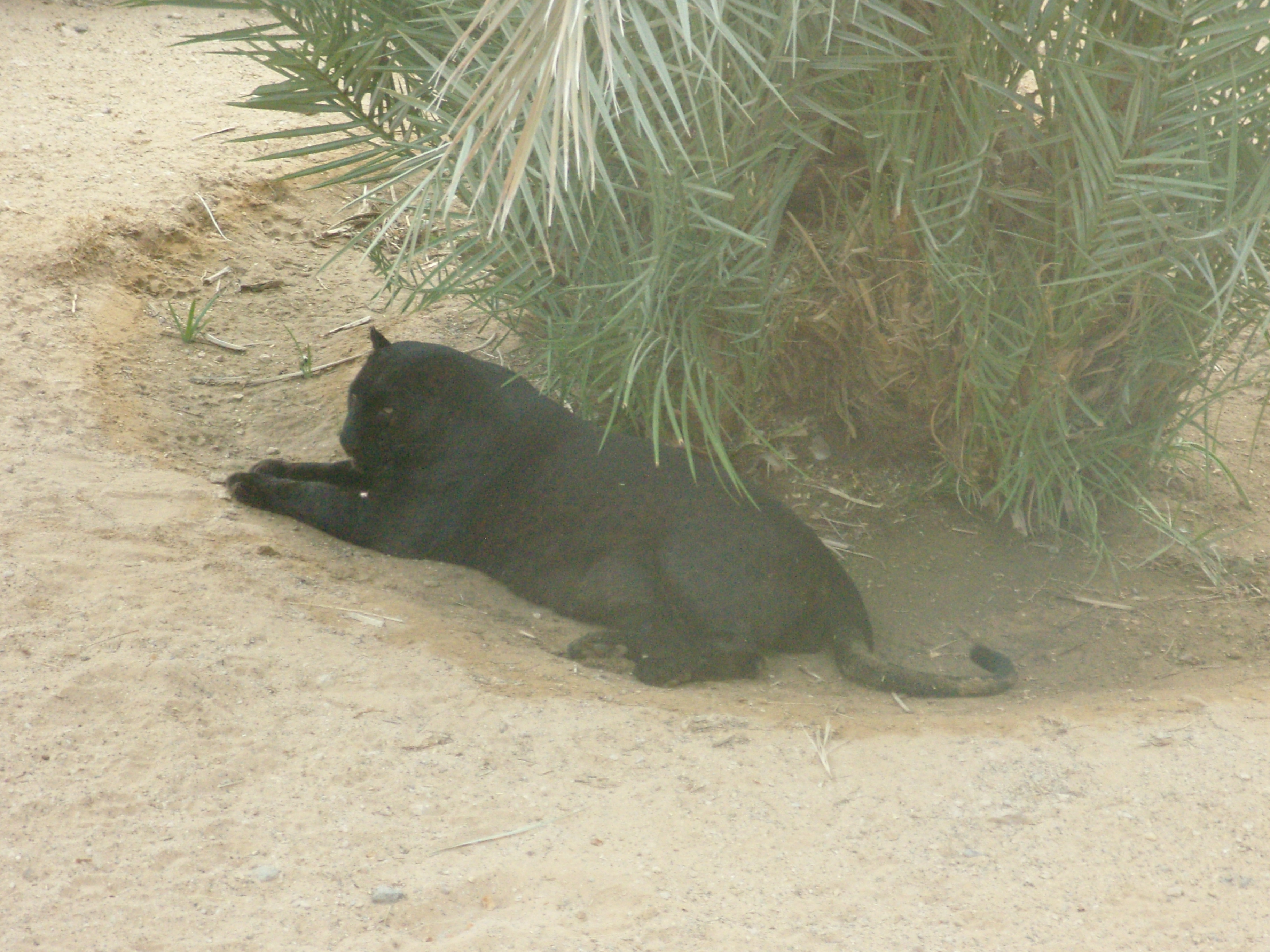They Aren't Exclusively Nocturnal Hunters (Image Credits: Wikimedia)
