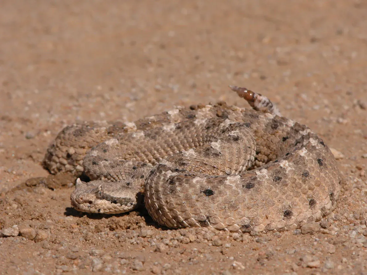 Gemini – The Trickster of the Rocks (Sidewinder Rattlesnake) (By Photo by Mark Bratton, Public domain)