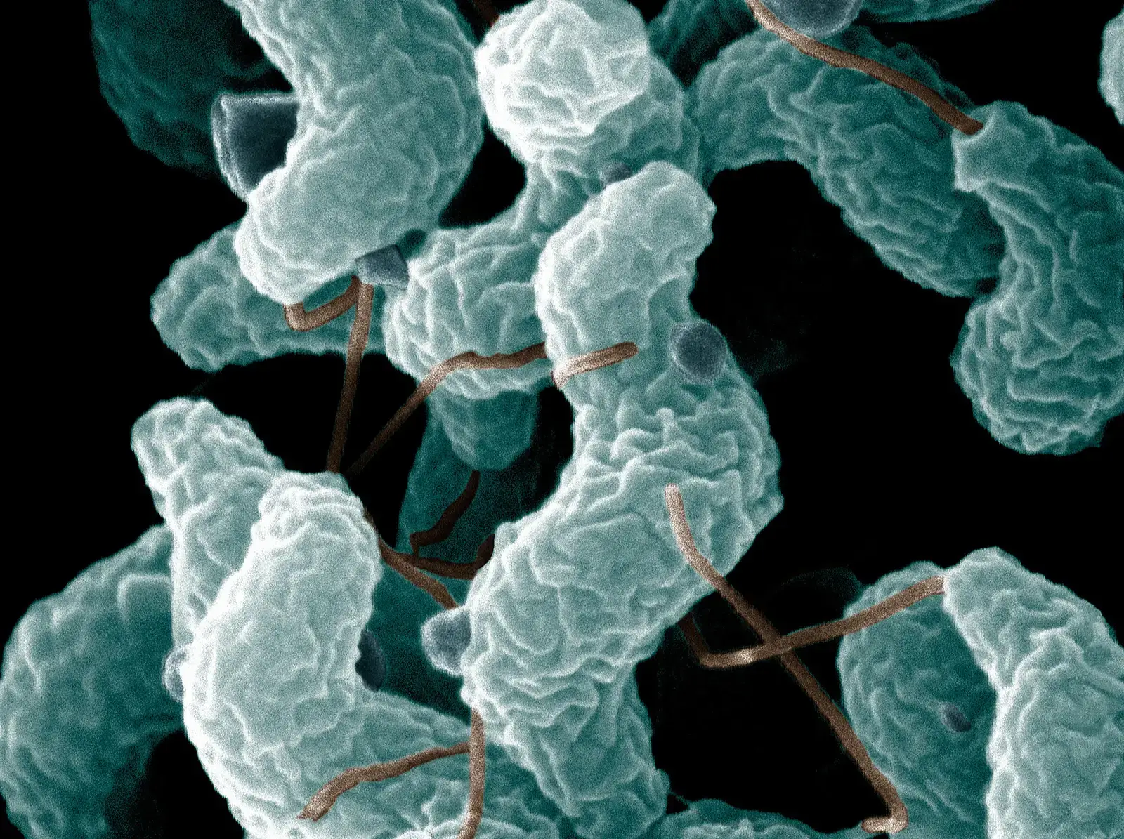 Extreme Microbes as a Blueprint for New Medicines and Materials (Image Credits: Wikimedia)