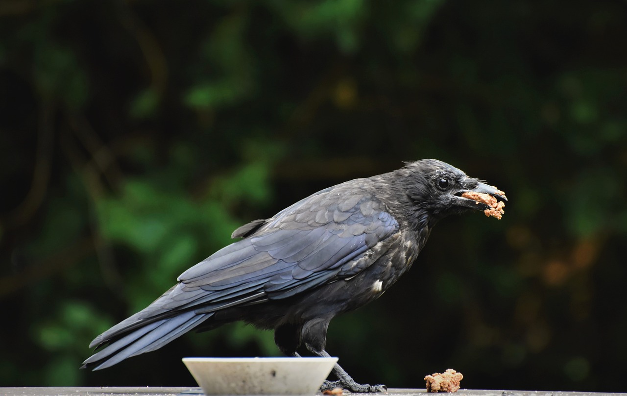 Ravens: The Strategic Planners (Image Credits: Pixabay)