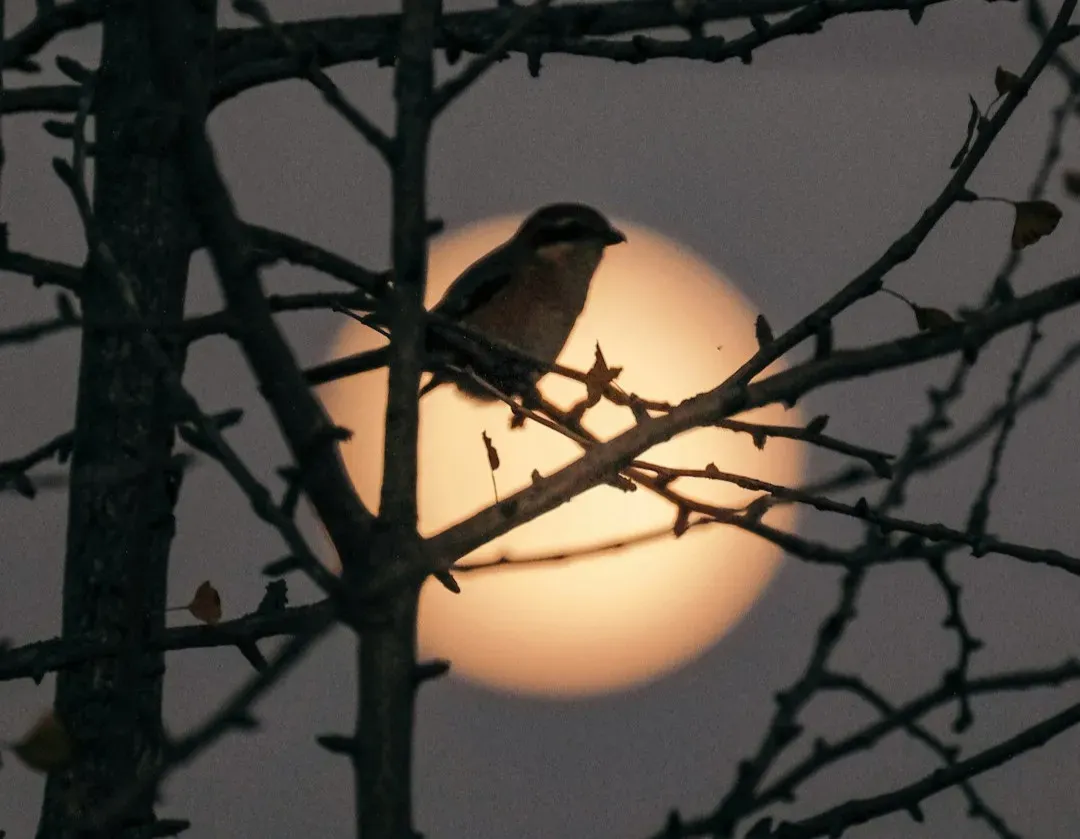 Silvery Trap or Safe Spotlight? Predation and Lunar Light (Image Credits: Unsplash)