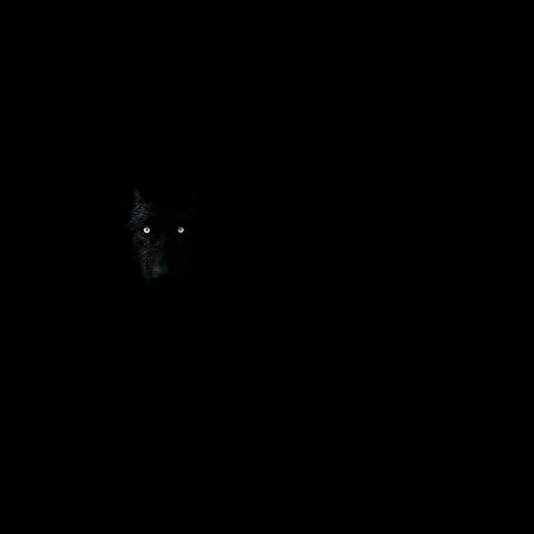Intuition, Night Vision, And Navigating The Unknown (Image Credits: Unsplash)