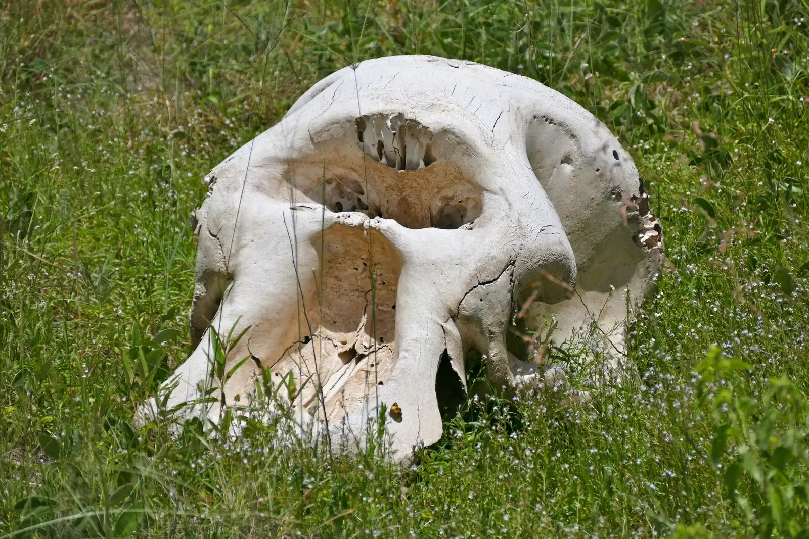 The Bone Focus: A Precise Attraction to Elephant Remains (Elephant Skull, CC BY-SA 2.0)