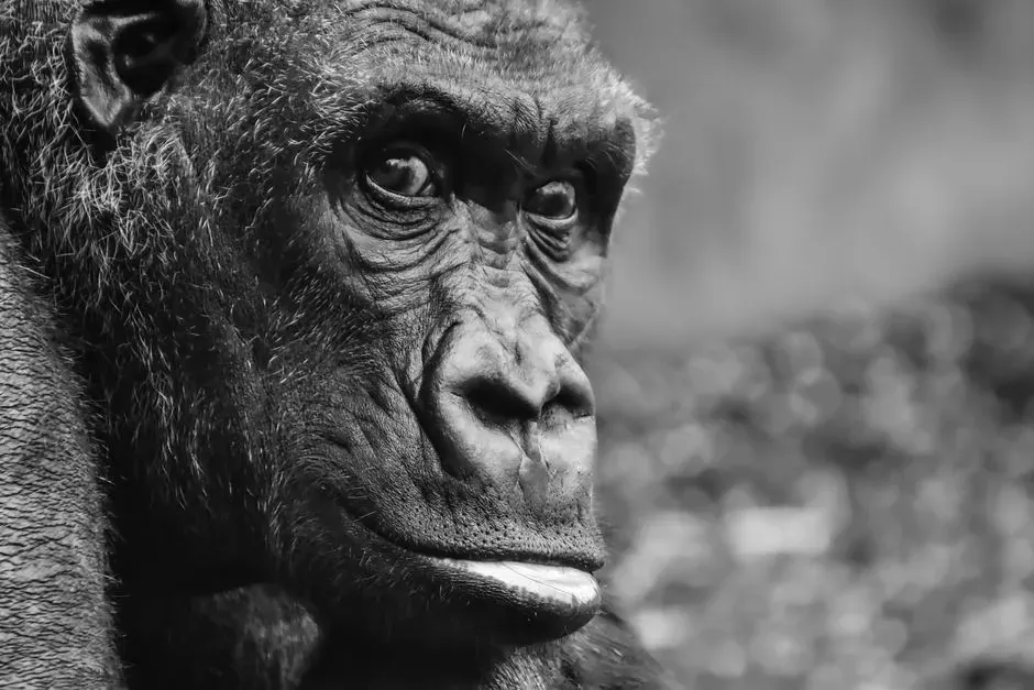 Why the Gorilla’s Response Often Takes More Cognitive Effort Than Yours (Image Credits: Pexels)