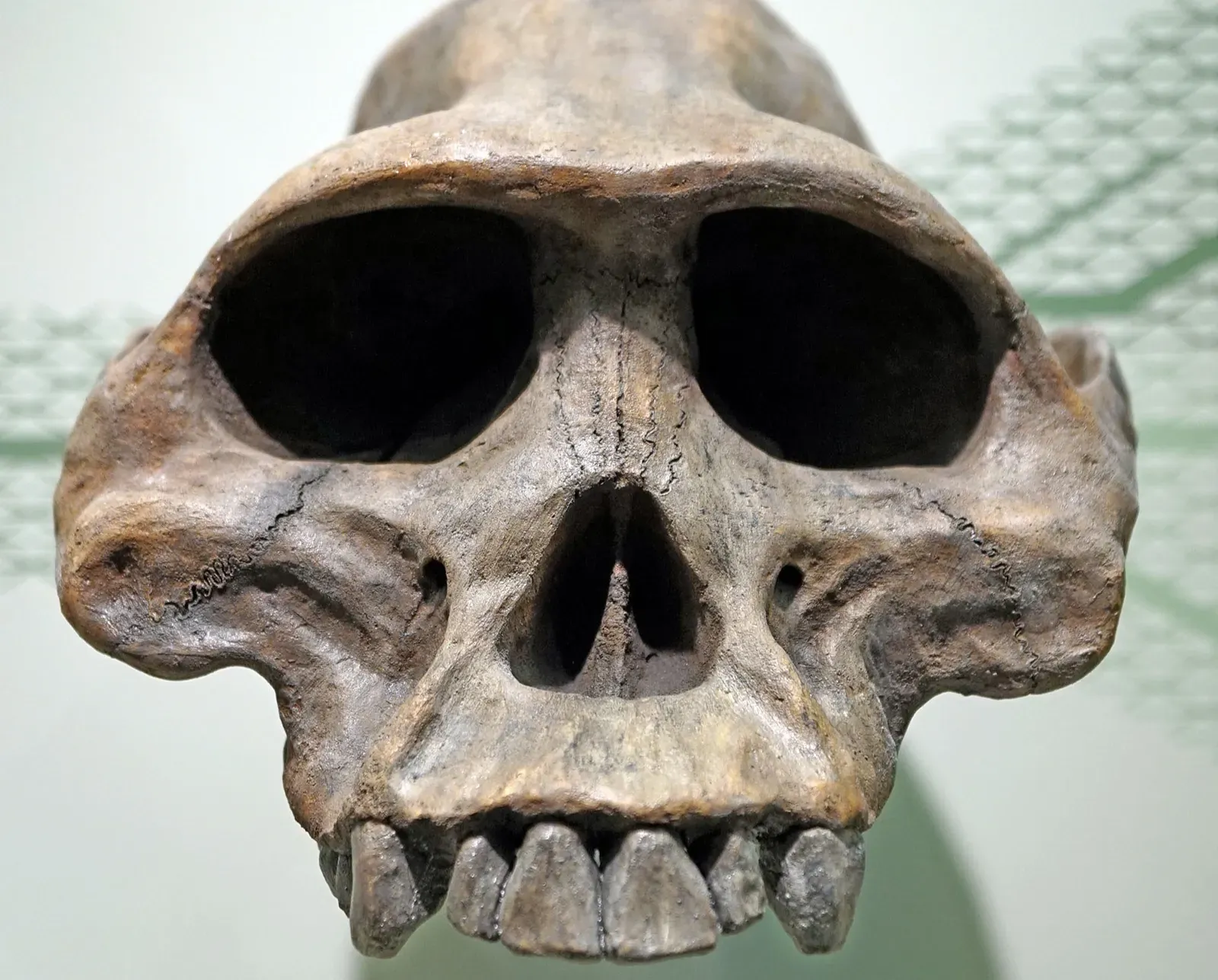 Lucy (Australopithecus afarensis): Redrawing the Human Family Tree (Image Credits: Wikimedia)