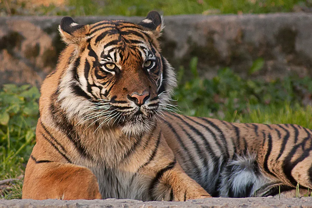 Conclusion: A calculating predator, not a movie monster (Leszek.Leszczynski, Flickr, CC BY 2.0)