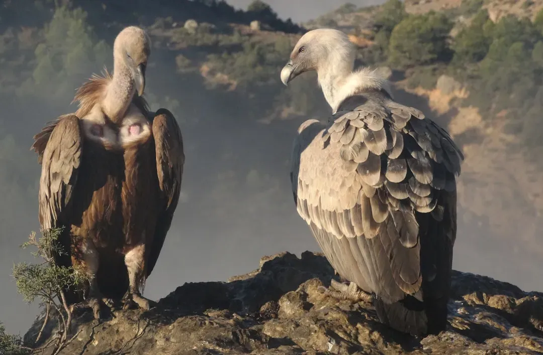 5. You’re Meeting One Of The Most Social Vultures On The Planet (Image Credits: Unsplash)