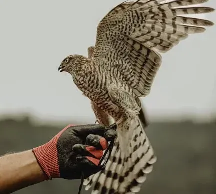 What It Really Means For You – And How To Meet Raptors With Respect (Image Credits: Pexels)