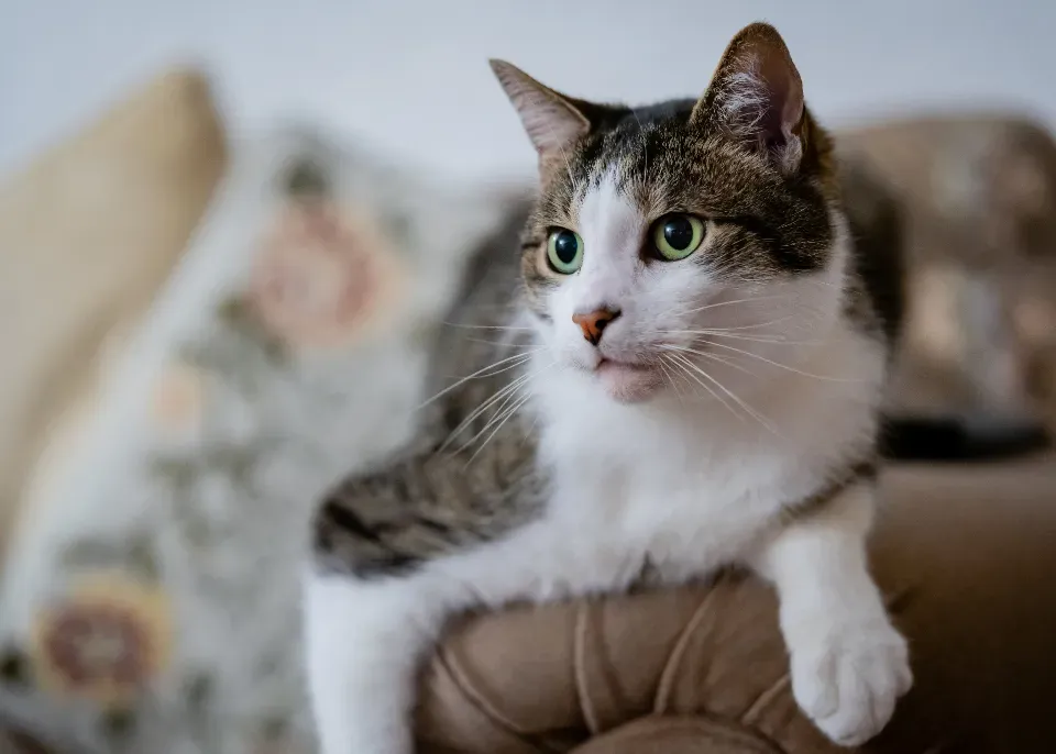 Taurus – The Comfy House Cat (Image Credits: Stocksnap)