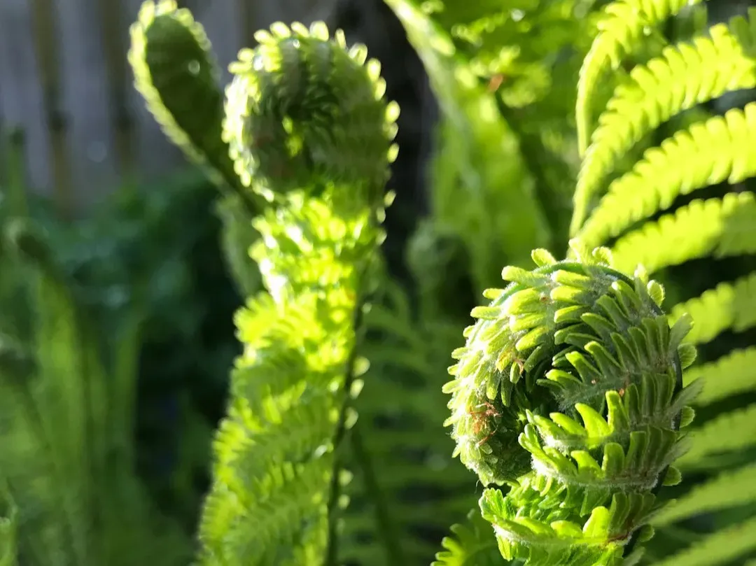 Shape-Shifters: Curling, Rolling, and Folding Leaves to Cope (Image Credits: Unsplash)