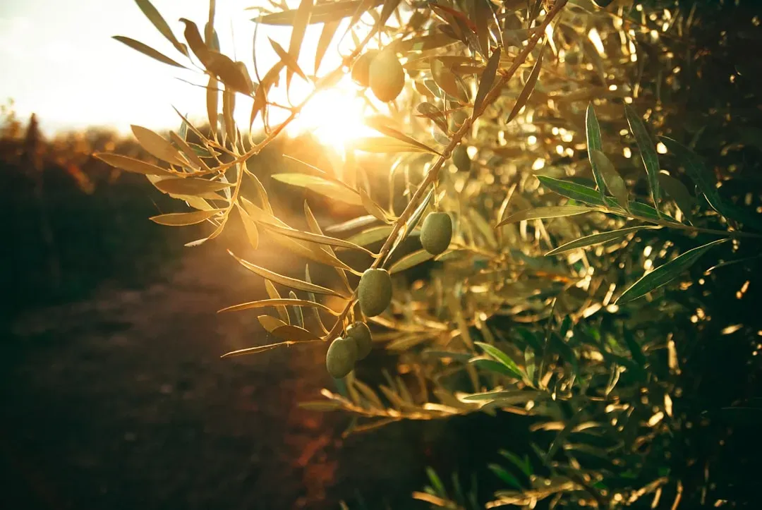 #21 - The Olive Trees That Pinned Down a Volcano (Image Credits: Unsplash)