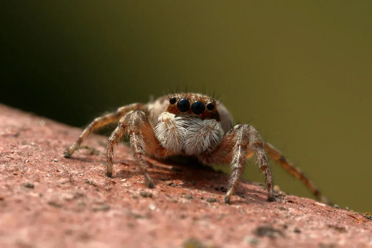 4. Discovering New Species in Your Backyard and Even Your House (Image Credits: Pixabay)