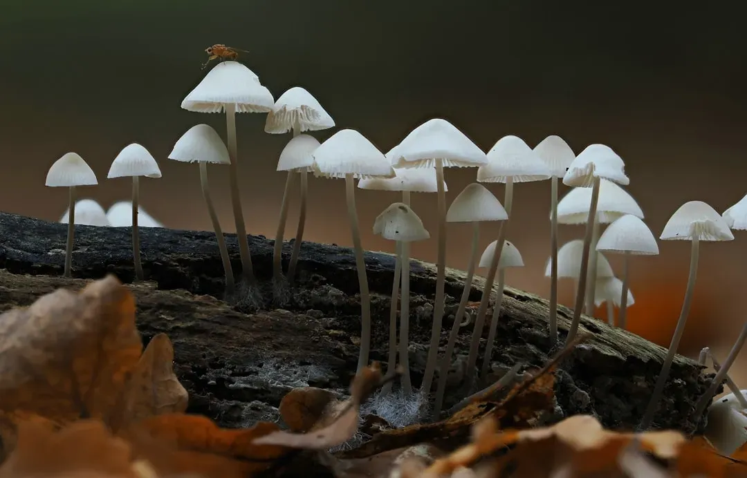 Fungi as Ecosystem Healers and First Responders (Image Credits: Unsplash)