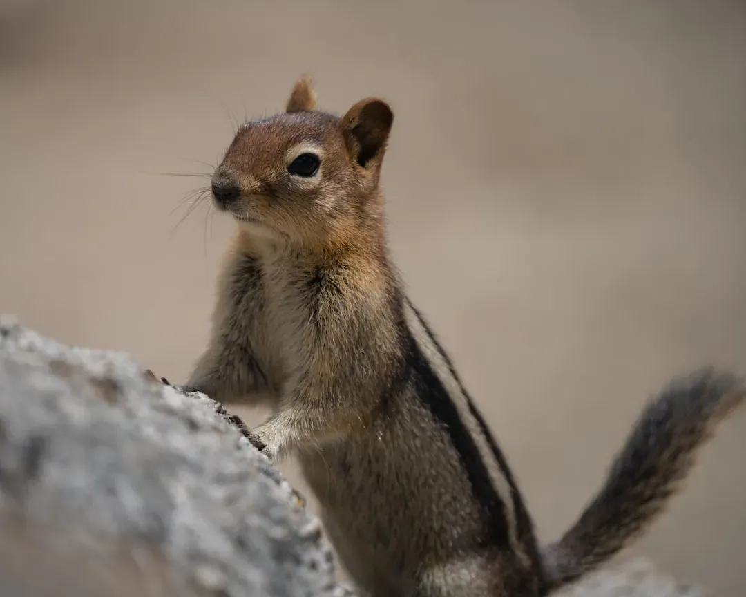 7. Chipmunks Are Fiercely Territorial Homebodies (Image Credits: Unsplash)