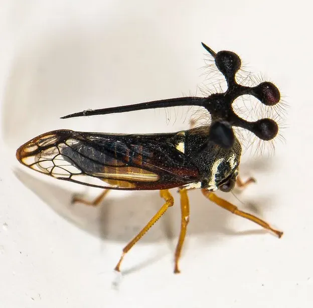 8. The Brazilian Treehopper: The Insect With Floating Spheres on Its Head (Image Credits: Flickr)