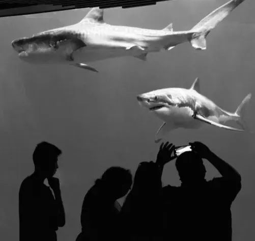 Fear and Awe: The Emotional Cocktail Predators Trigger (Image Credits: Pexels)